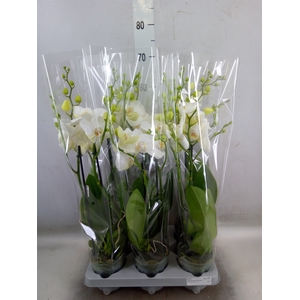 Phalaenopsis   ...white