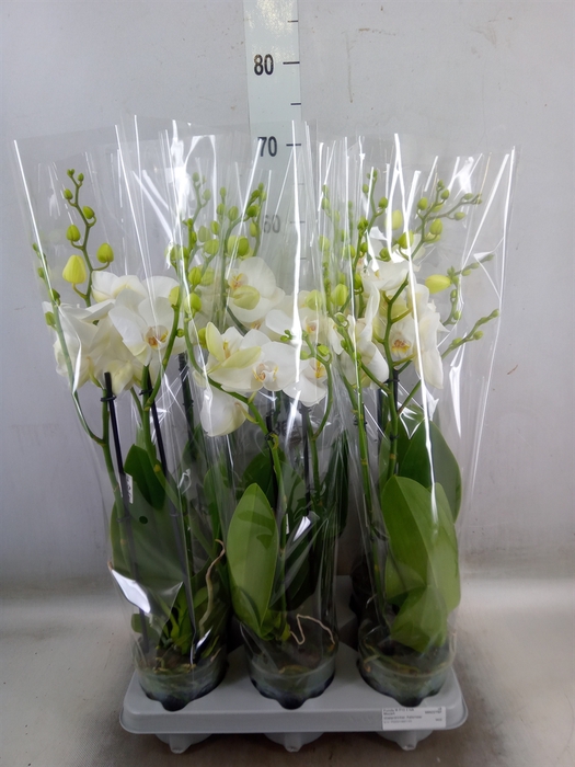 <h4>Phalaenopsis   ...white</h4>