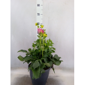 DAHLIA  'DALINA MAXI SALINAS' (KA)