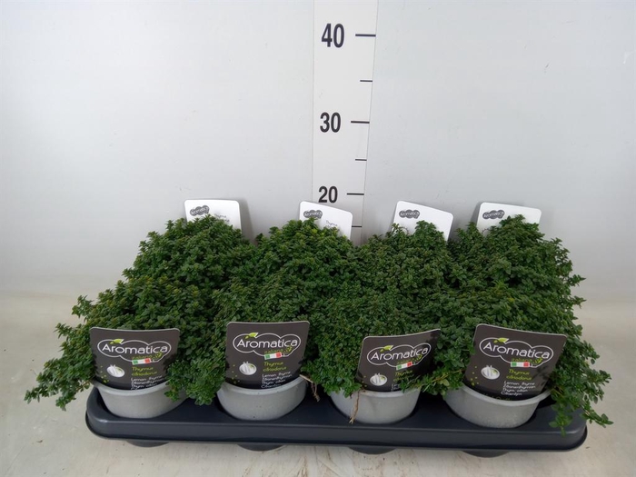 <h4>Thymus citriodorus</h4>