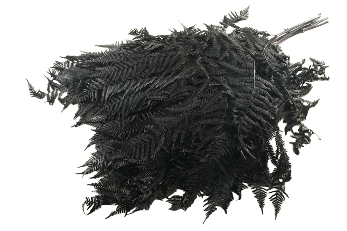<h4>Fern Bracken Preserved Black</h4>