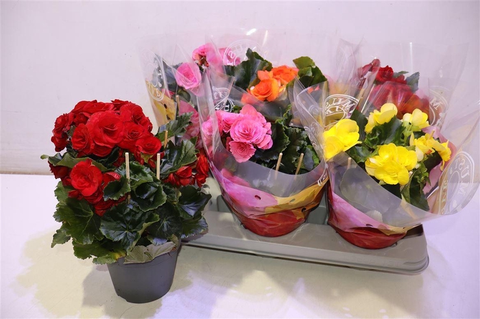 <h4>arr8 Beg Du Gem</h4>