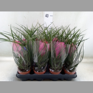 Tillandsia cyanea 'Anita'
