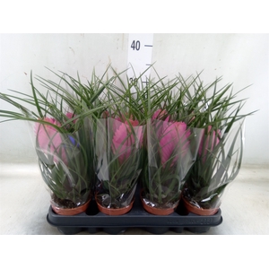 Tillandsia cyanea 'Anita'