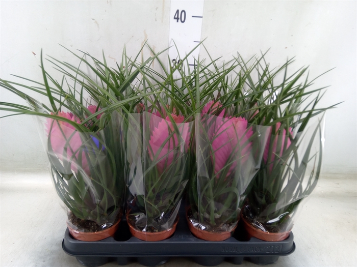 <h4>Tillandsia cyanea 'Anita'</h4>