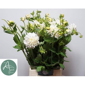 Dahlia Ball Boom Bo White Aert