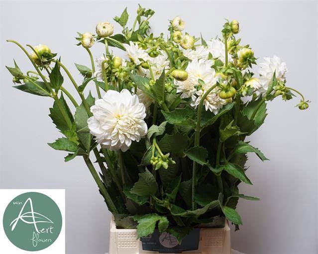 <h4>Dahlia Ball Boom Bo White Aert</h4>