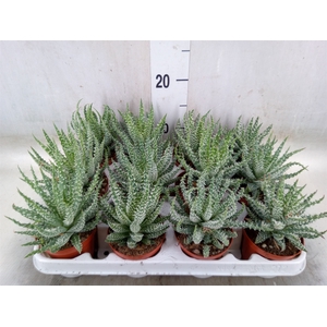 Aloe humilis