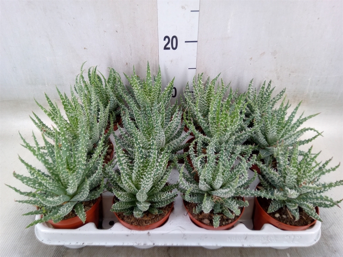 <h4>Aloe humilis</h4>