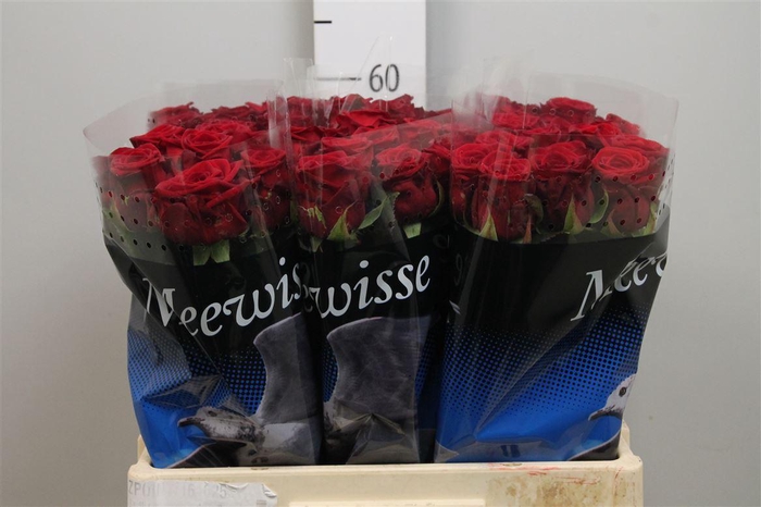 <h4>R Gr Red Naomi!</h4>