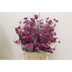 CALLICARPA BOD. 'PROFUSION'