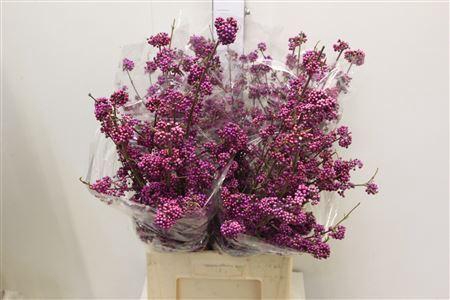 <h4>CALLICARPA BOD. 'PROFUSION'</h4>