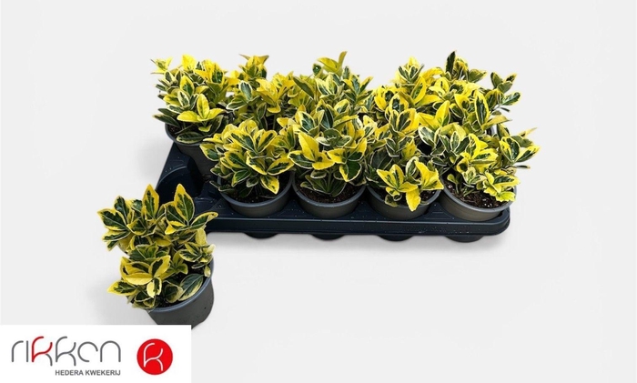 arr8 Euonymus Ja Marieke
