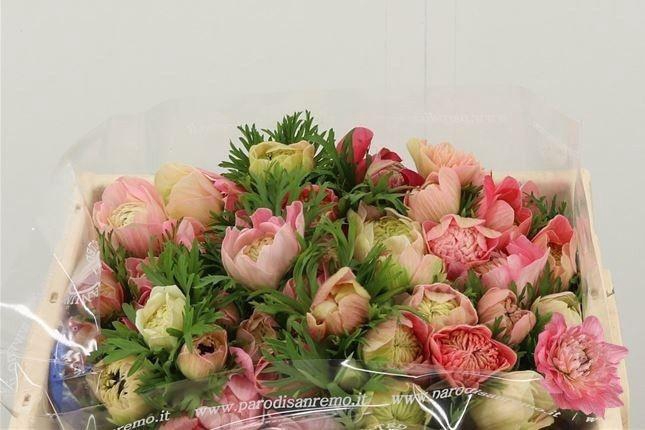 <h4>ANEM CO CARILL PINK</h4>