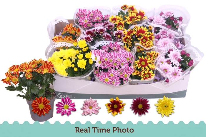 <h4>CHRYS GEM 6 KL</h4>