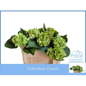 HYDR M SCHNEEBALL CL