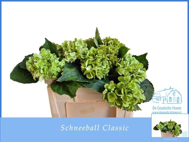 <h4>HYDR M SCHNEEBALL CL</h4>