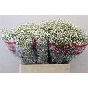 GYPS PA BEAUTY BRIDE