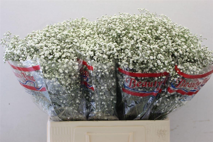 <h4>GYPS PA BEAUTY BRIDE</h4>