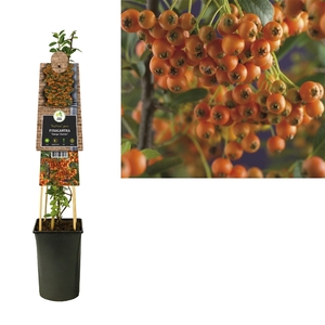 Pyracantha 'Orange Charmer' +3.0 label