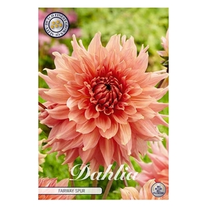 Dahlia Fairway Spur x 1l