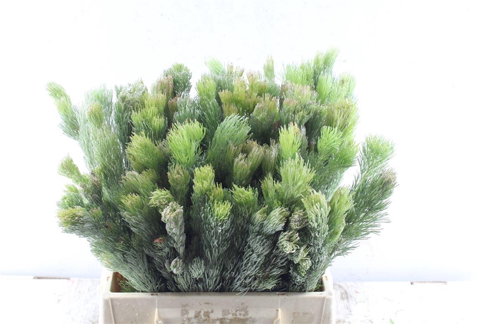 <h4>Kaaps Adenanthos</h4>