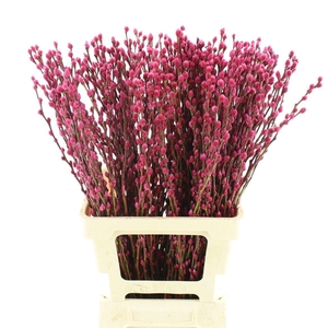 SALIX  SN FLA KLB H%