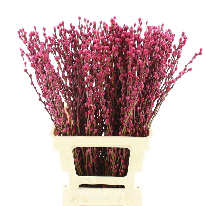 <h4>SALIX OV KLB H%</h4>