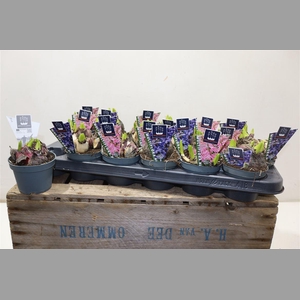 Hyacin Mult Gem 2 Kl