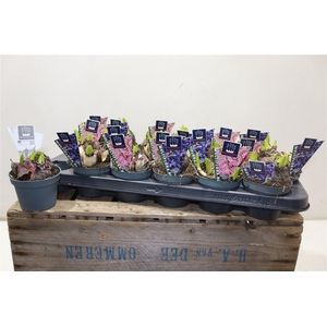 Hyacin Mult Gem 2 Kl