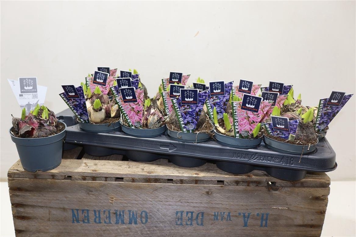 <h4>arr8 Hyacin Mult Gem 2 Kl</h4>