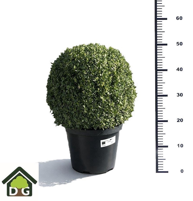 <h4>BUXU SEMPERVIRENS</h4>