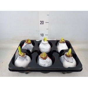 Hippeastrum   ...waxed