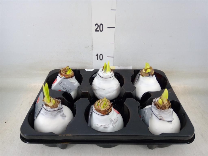 <h4>Hippeastrum   ...waxed</h4>