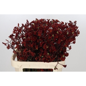 Anigozanthos Bush Ruby