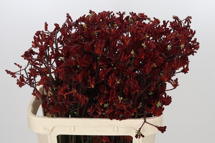 <h4>Anigozanthos Bush Ruby</h4>