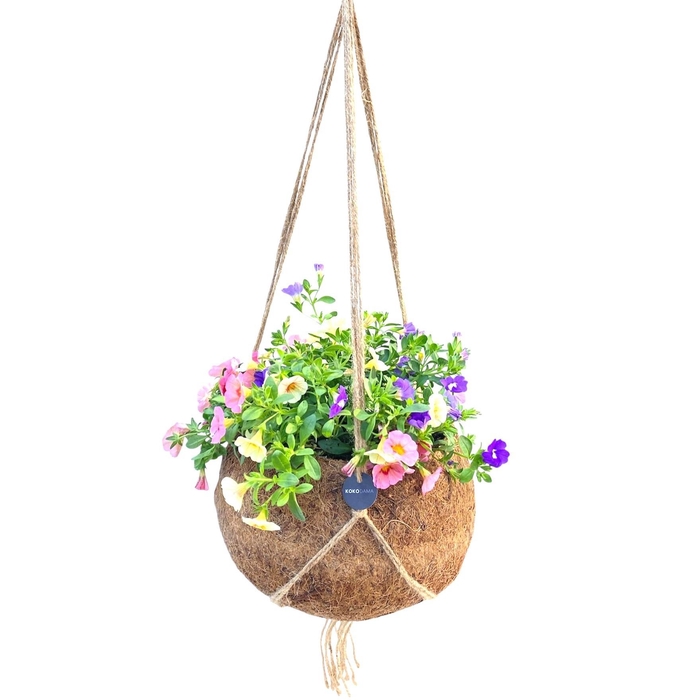 <h4>Kokodama 25 cm Calibrachoa Triobells</h4>