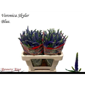 VERON L SKYLER BLUE