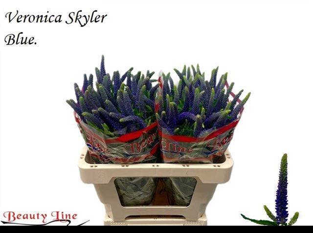 <h4>VERON L SKYLER BLUE</h4>