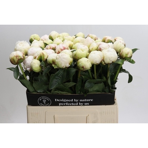 Paeonia Bowl Of Cream