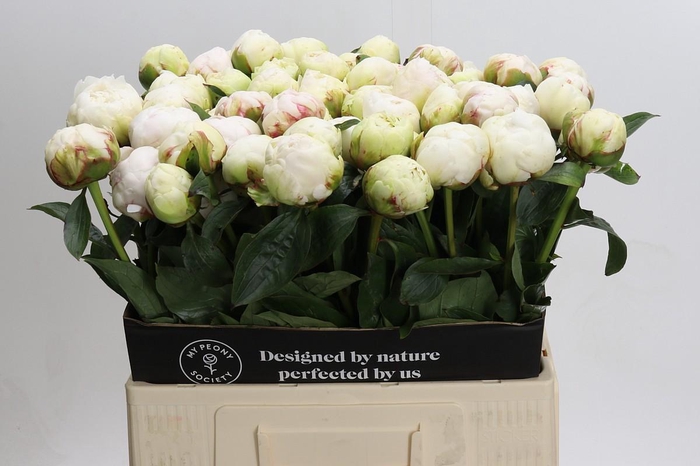 <h4>Paeonia Bowl Of Cream</h4>