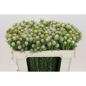 Leucadendron Ayoba Jade Pearl Spray