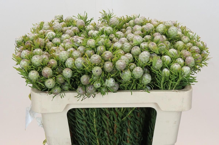 <h4>Leucadendron Ayoba Jade Pearl Spray</h4>