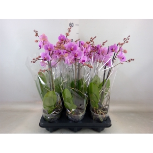Phalaenopsis multi.   ...rose