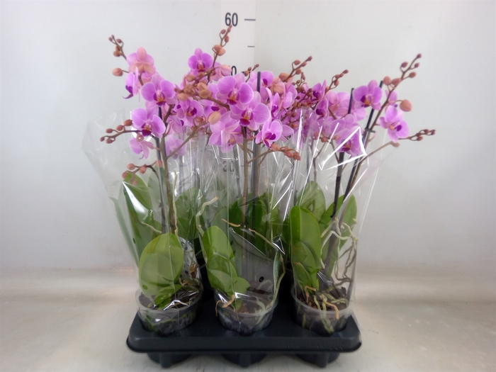 <h4>Phalaenopsis multi.   ...rose</h4>