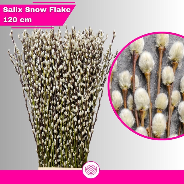<h4>SALIX CA SNOW FLAKE</h4>