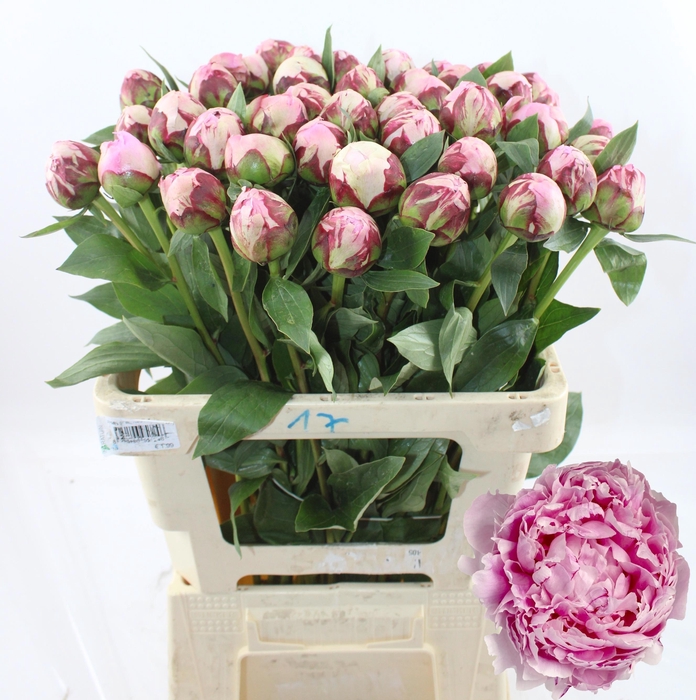 <h4>PAEO L SARA BERNHARD</h4>