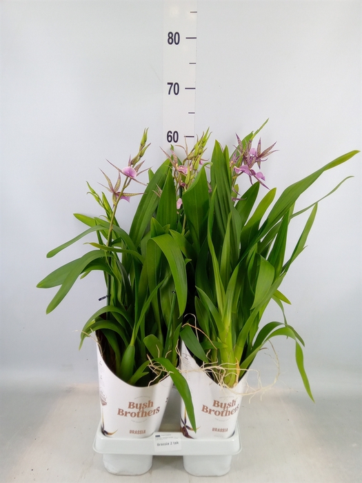 <h4>Brassia  'Summer Dream'</h4>