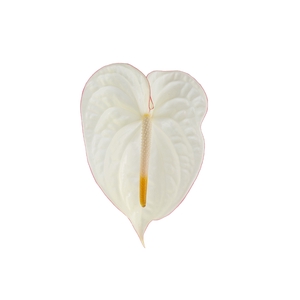 ANTHURIUM CARNAVAL 9/11 035 CM DIAM MIN 9 CM BRANCO/VERMELHO