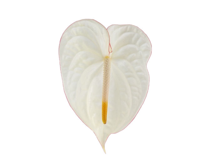 <h4>ANTHURIUM CARNAVAL 9/11 035 CM DIAM MIN 9 CM BRANCO/VERMELHO</h4>